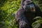 A silverback gorilla charging through the forest.