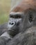 Silverback Gorilla closeup portrait