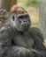 Silverback Gorilla closeup portrait