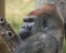 Silverback Gorilla closeup portrait