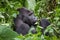 Silverback gorilla in Congo rainforest