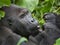 Silverback gorilla in Congo rainforest