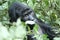 A silverback gorilla looks through the foliage in the Bwindi Impenetrable Forest in Uganda