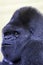 Silverback gorilla male