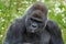 Silverback Gorilla portrait