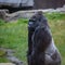 Silverback Gorilla poses for he camera at the San Francisco Zoo