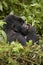 Silverback Gorilla in Rwanda