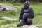 Silverback Gorilla Sitting on a Rock