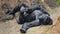 A silverback gorilla sleeping