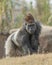 Silverback Gorilla standing over hill