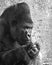 Silverback Gorilla thinking...