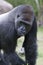 Silverback Lowland Gorilla