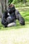 Silverback Lowland gorilla