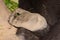 Silverback lowland gorilla foot close-up