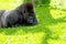 Silverback lowland gorilla resting