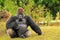 Silverback Lowland Gorilla Sitting