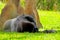 Silverback lowland gorilla sleeping