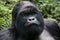 Silverback mountain gorilla