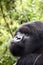 Silverback Mountain Gorilla