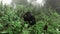 Silverback mountain gorilla approaching to the camera