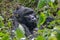Silverback Mountain gorilla close up while snacking