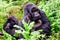 Silverback mountain gorilla with his girl