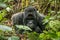 Silverback Mountain gorilla laying in the leaves.