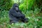 Silverback mountain gorilla looking intently into camera.