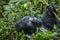 Silverback Mountain gorilla looking up.