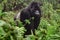 Silverback mountain gorilla in the misty forest