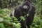 Silverback mountain gorilla in the misty forest opening mouth