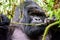 Silverback mountain gorilla munching in the forest