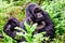 Silverback mountain gorilla with one of his females