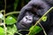 Silverback mountain gorilla`s face