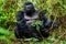 Silverback mountain gorilla sitting in the forest