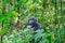 Silverback Mountain gorilla sitting in leaves.