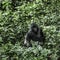 Silverback mountain gorilla in the Virunga National Park