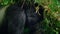 Silverback mountain gorillas and family