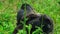 Silverback mountain gorillas and family