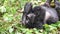 Silverback mountain lowland gorilla at Virunga National Park in DRC and Rwanda