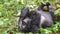 Silverback mountain lowland gorilla at Virunga National Park in DRC and Rwanda