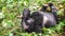 Silverback mountain lowland gorilla at Virunga National Park in DRC and Rwanda