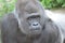 Silverback stare 5