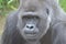 Silverback stare2