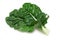 Silverbeet