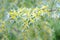 Silverberry blooming. Elaeagnus commutata. Close-up