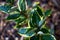 Silverberry (Elaeagnus commutata) Plant Leaves