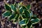 Silverberry (Elaeagnus commutata) Plant Leaves