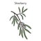 Silverberry or wolf-willow Elaeagnus commutata , medicinal plant