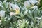 Silverbush Convolvulus cneorum, budding flowers and silvery foliage